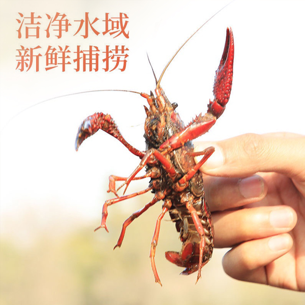 优质小龙虾