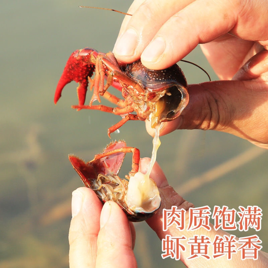 优质小龙虾