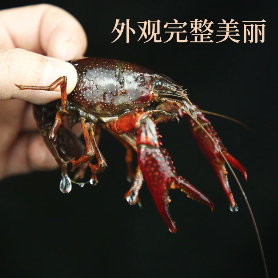 优质小龙虾