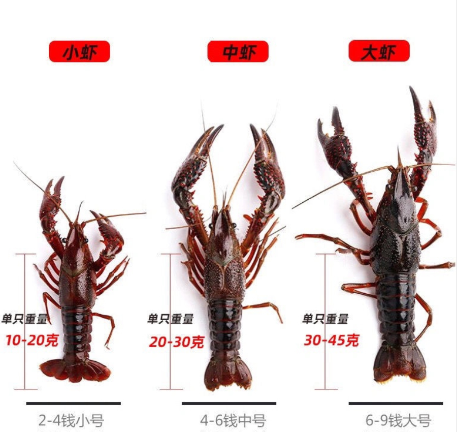 优质小龙虾